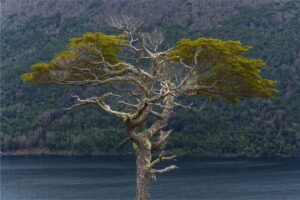 Fotografia Arbol-Tierra-del-Fuego-WEB