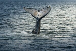 Fotografia Ballena-Jorobada-WEB