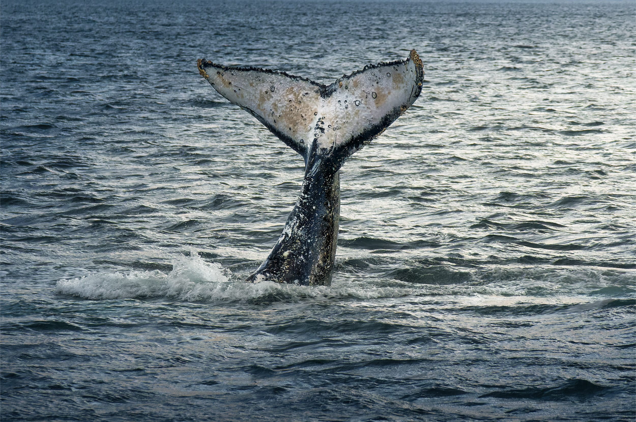 Fotografia Ballena-Jorobada-WEB