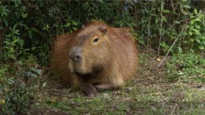 Fotografia Carpincho-el-roedor-mas-grande-del-mundo-WEB