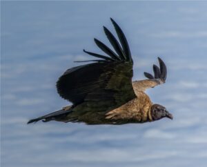Fotografia Condor-Andino-WEB