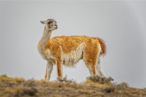 Fotografia Guanaco-bajo-la-lluvia-WEB