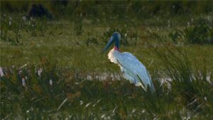 Fotografia Jabiru-WEB