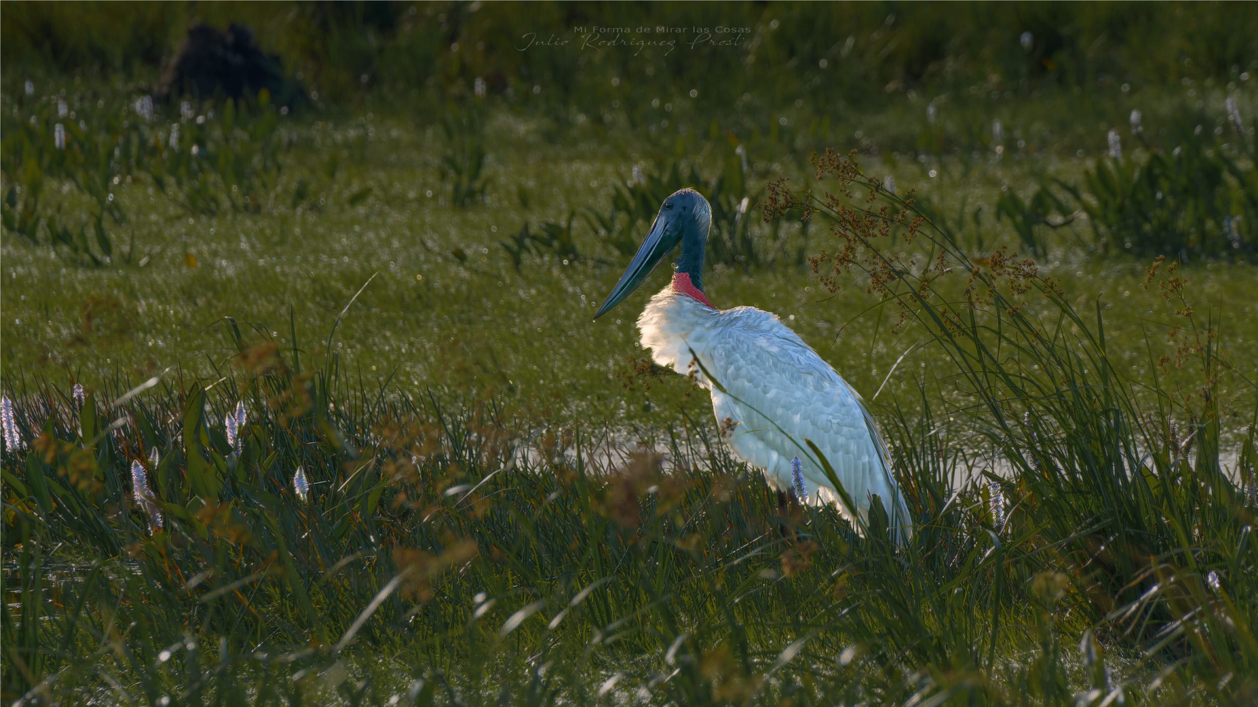 Fotografia Jabiru-WEB