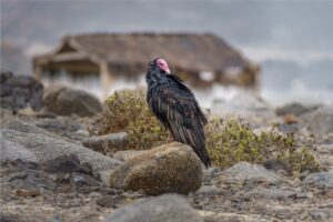 Fotografia Jote-en-el-Camping-WEB