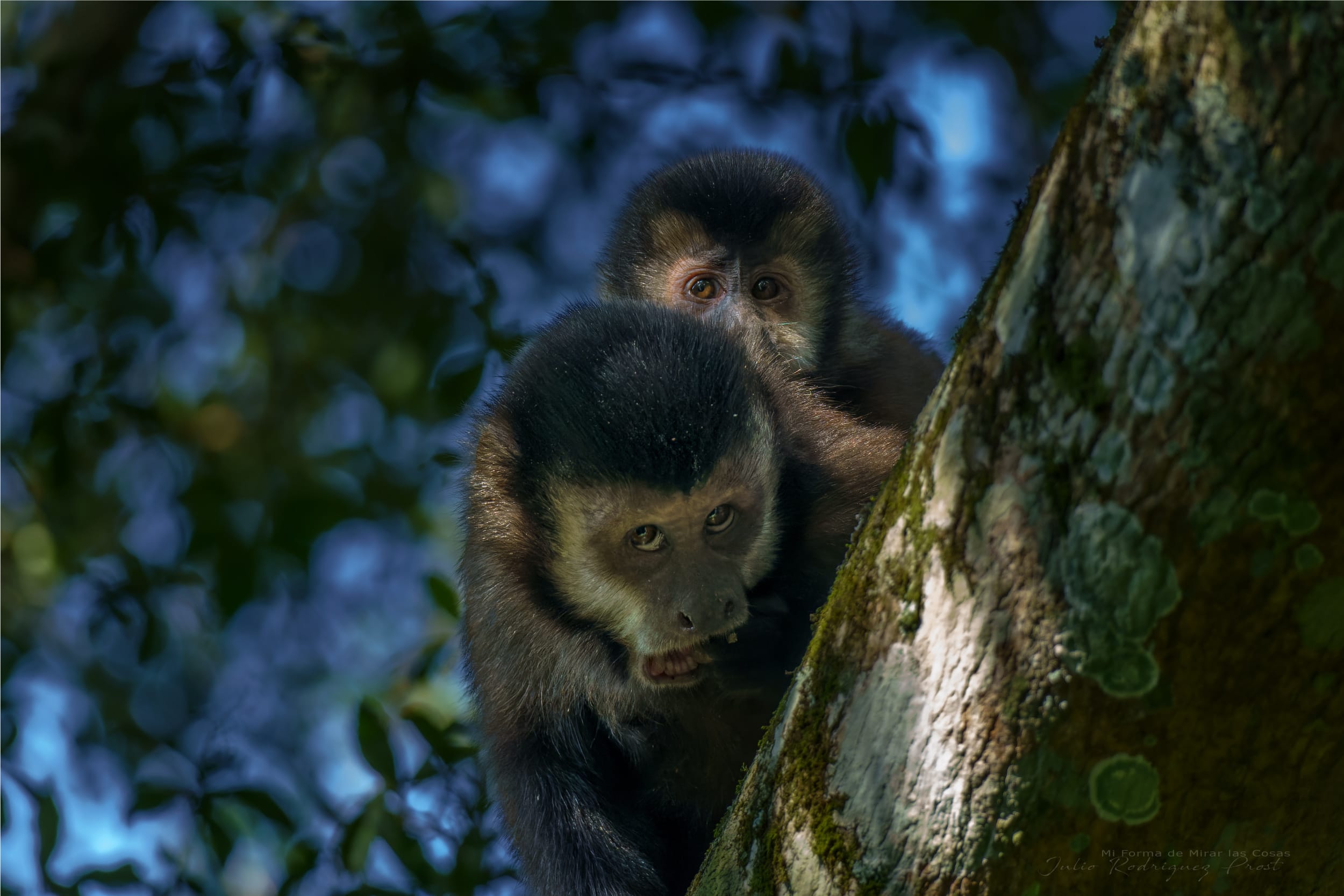 Fotografia Monos-Cai-WEB