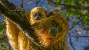 Fotografia Monos-Caraya-madre-e-hijo-WEB