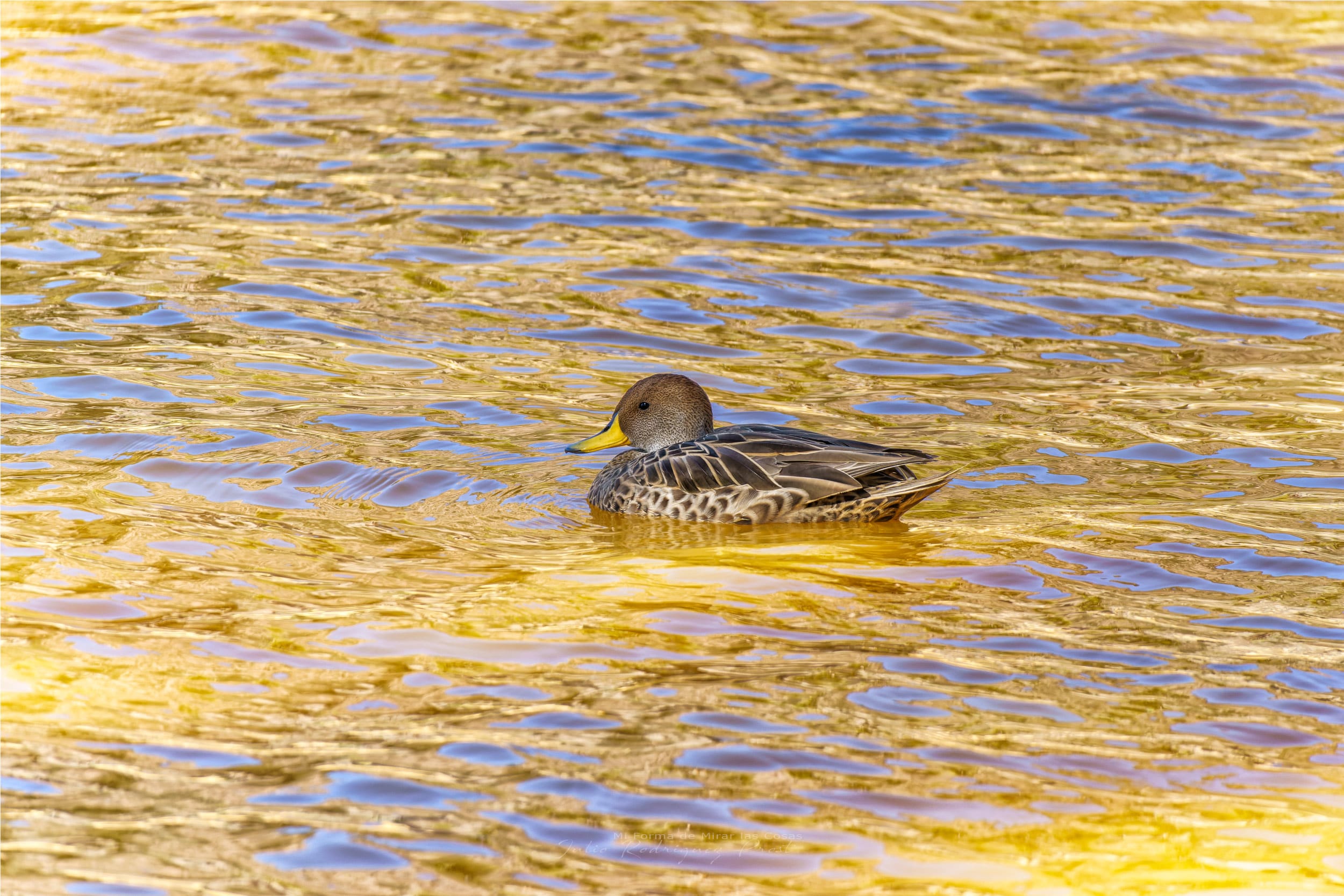 Fotografia Nadando-Aguas-Amarillas-WEB