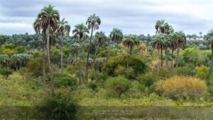 Fotografia Parque-Nacional-El-Palmar-WEB