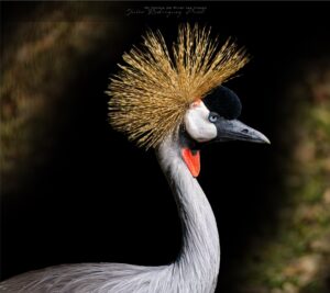 Fotografia Temaiken-Grulla-Coronada-Balearica-Regulorum-2-WEB
