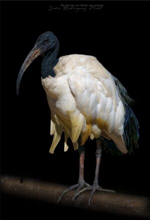 Fotografia Temaiken-Ibis-Sagrado-WEB