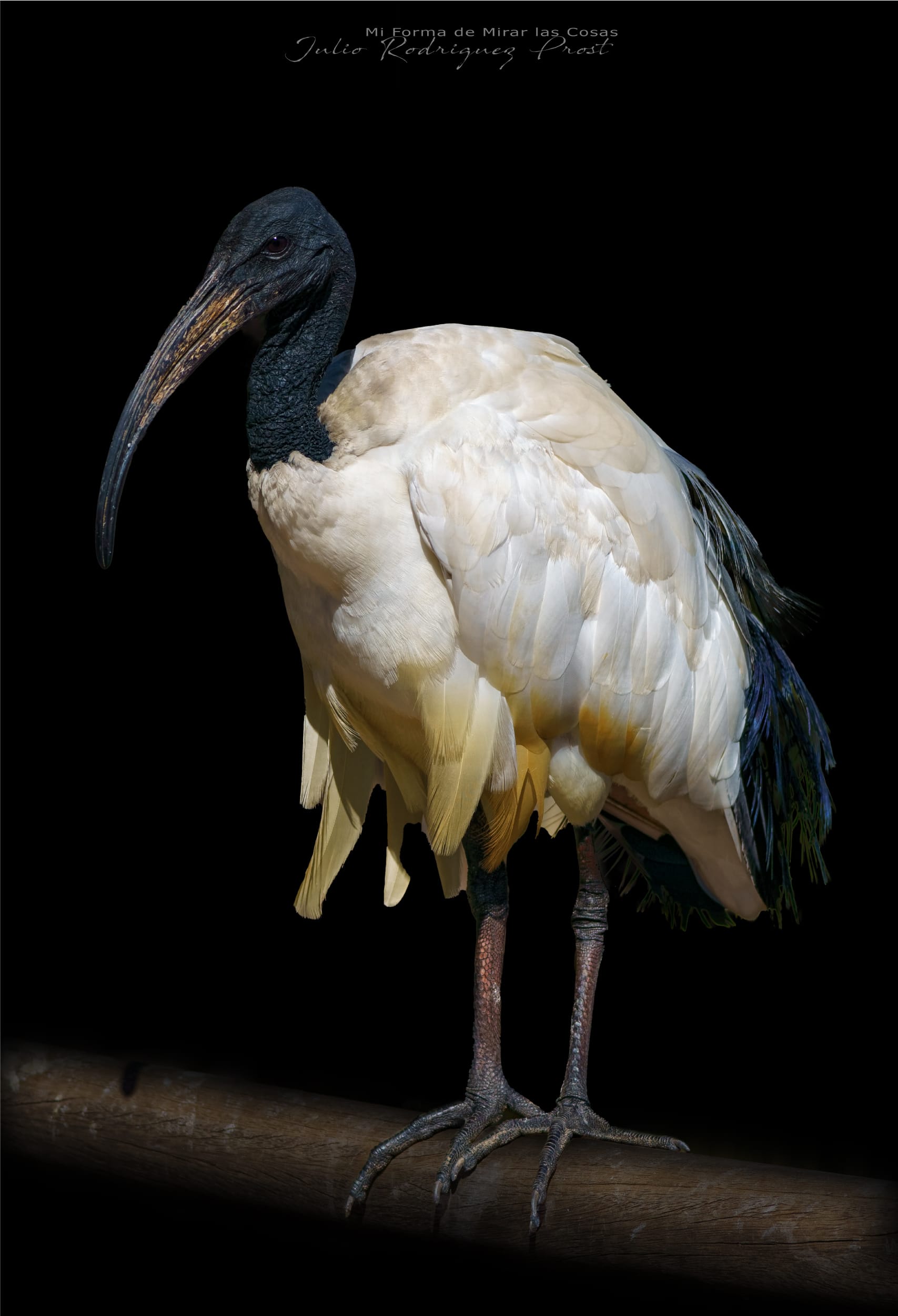 Fotografia Temaiken-Ibis-Sagrado-WEB