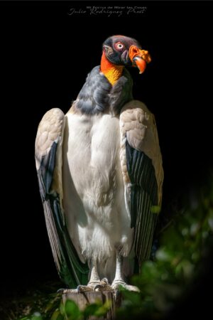 Fotografia Temaiken-Jote-Real-Sarcoramphus-papa-WEB