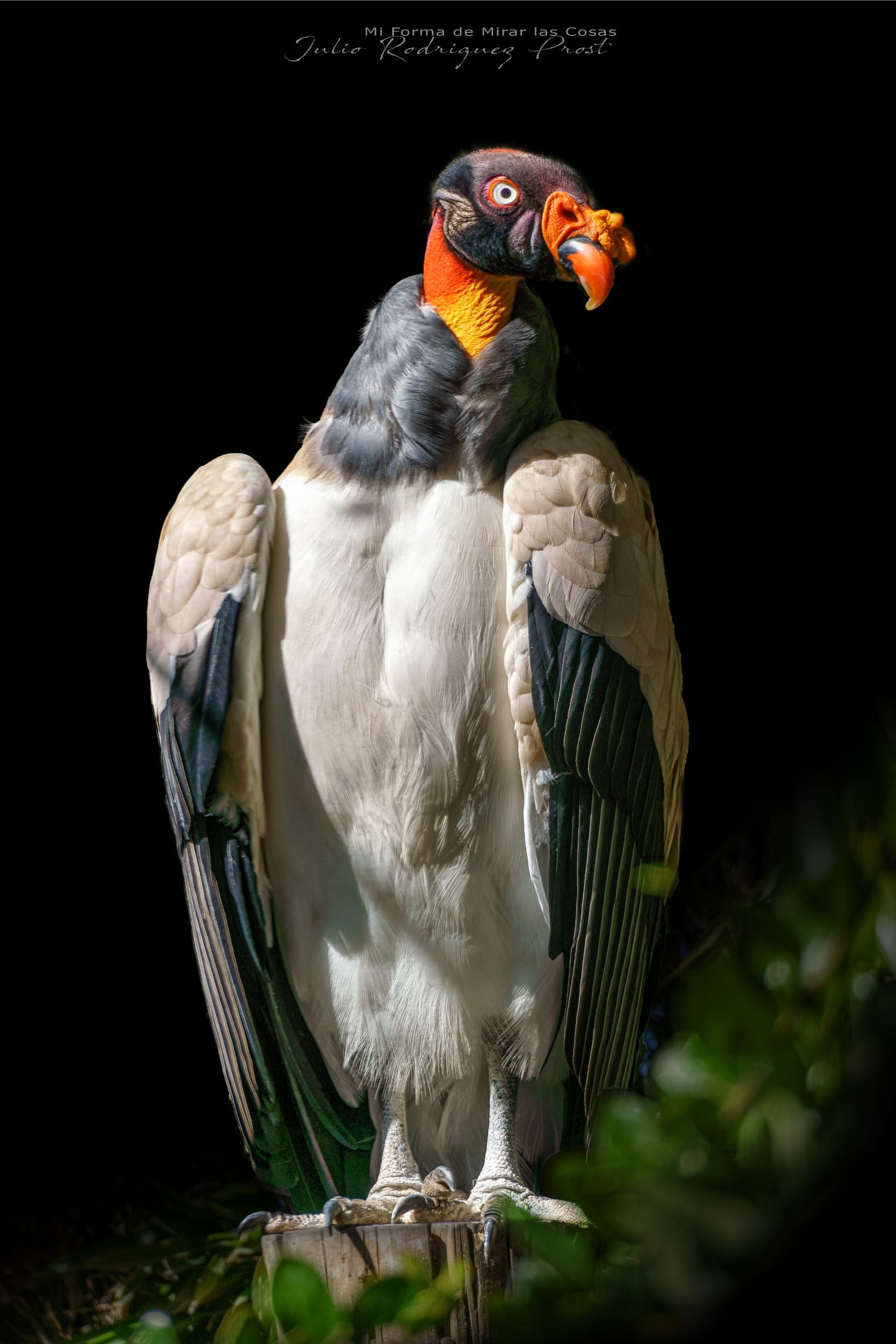 Fotografia Temaiken-Jote-Real-Sarcoramphus-papa-WEB