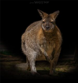 Fotografia Temaiken-Wallaby-WEB