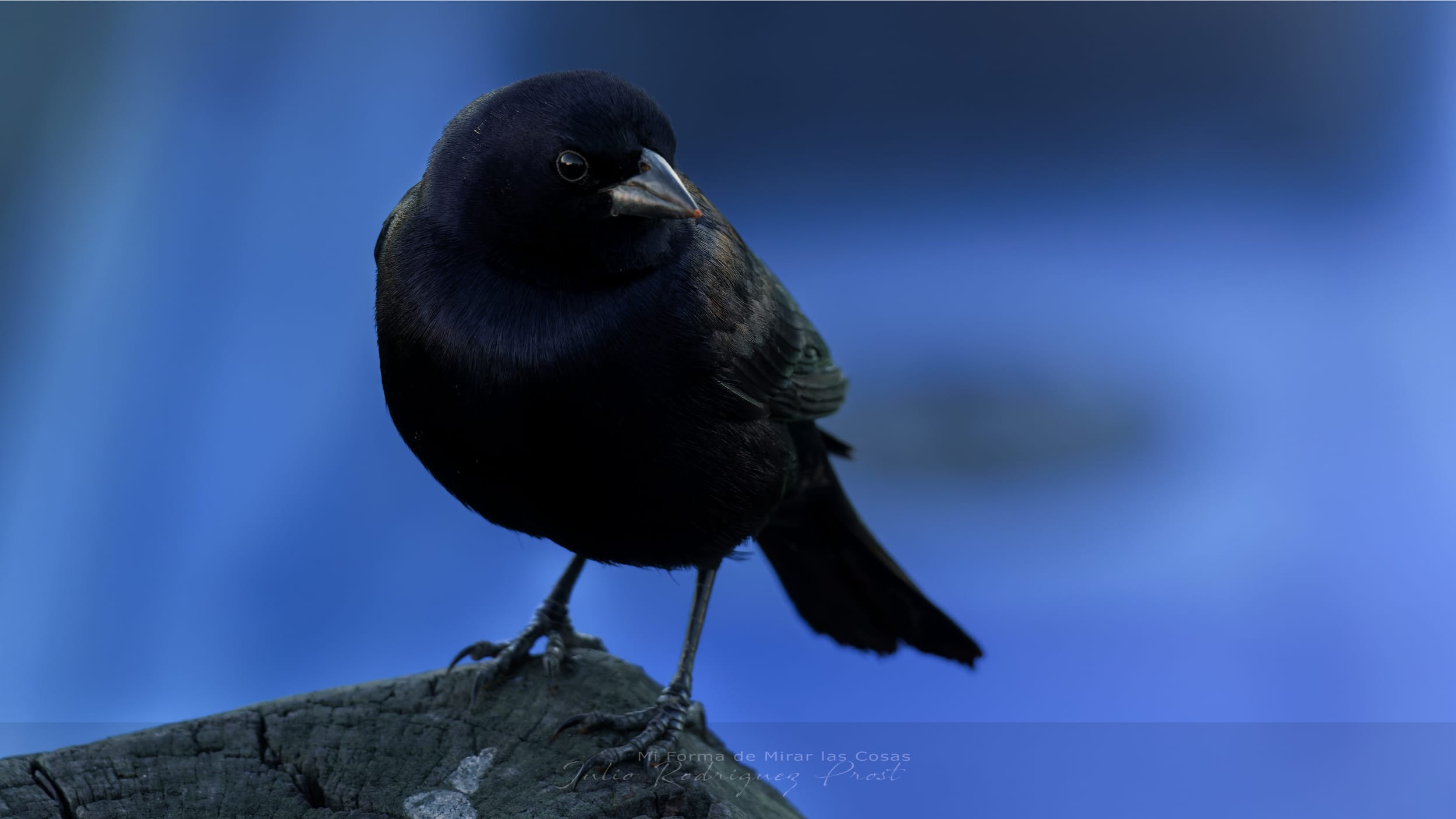 Fotografia Tordo-WEB