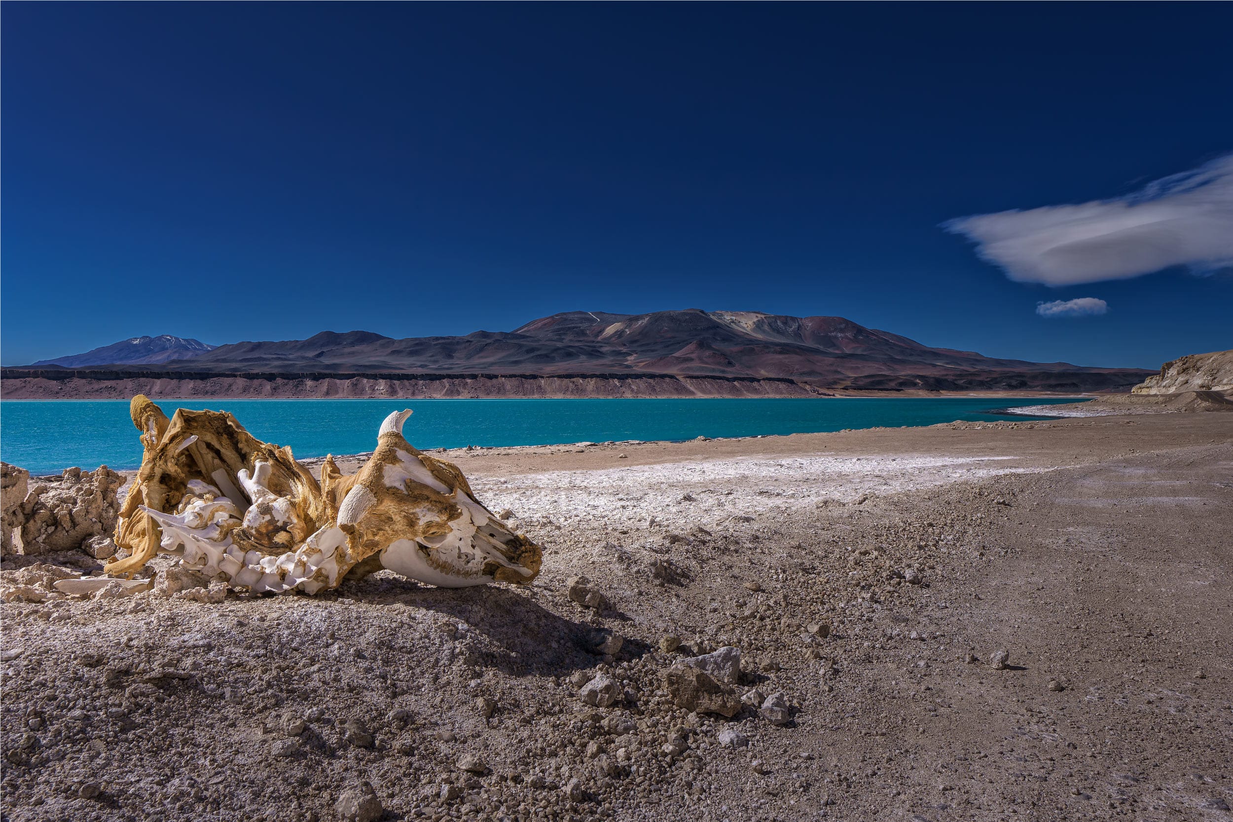 Fotografia Vaca-de-Laguna-Verde-WEB