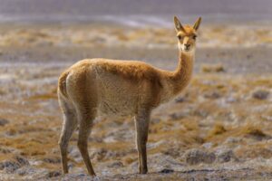 Fotografia Vicuña-Laguna-La-Gruta-1-WEB