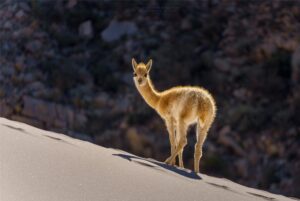 Fotografia Vicuna-de-Randolfo-WEB