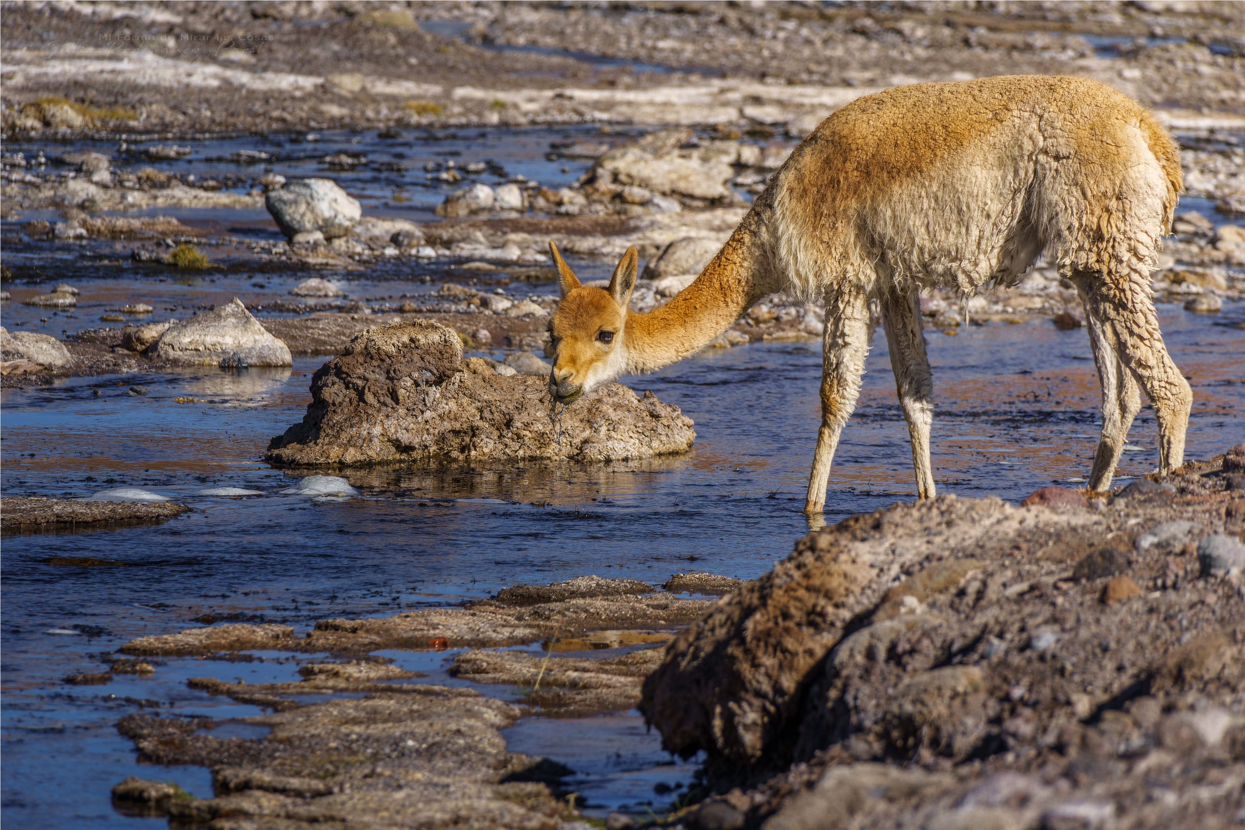 Fotografia Vicuna-del-Tatio-WEB